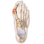 Tynor Bunion Splint (UN) (K 14)